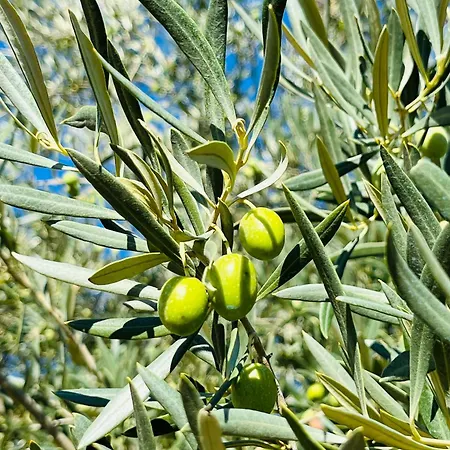 Cortijo La Pedriza